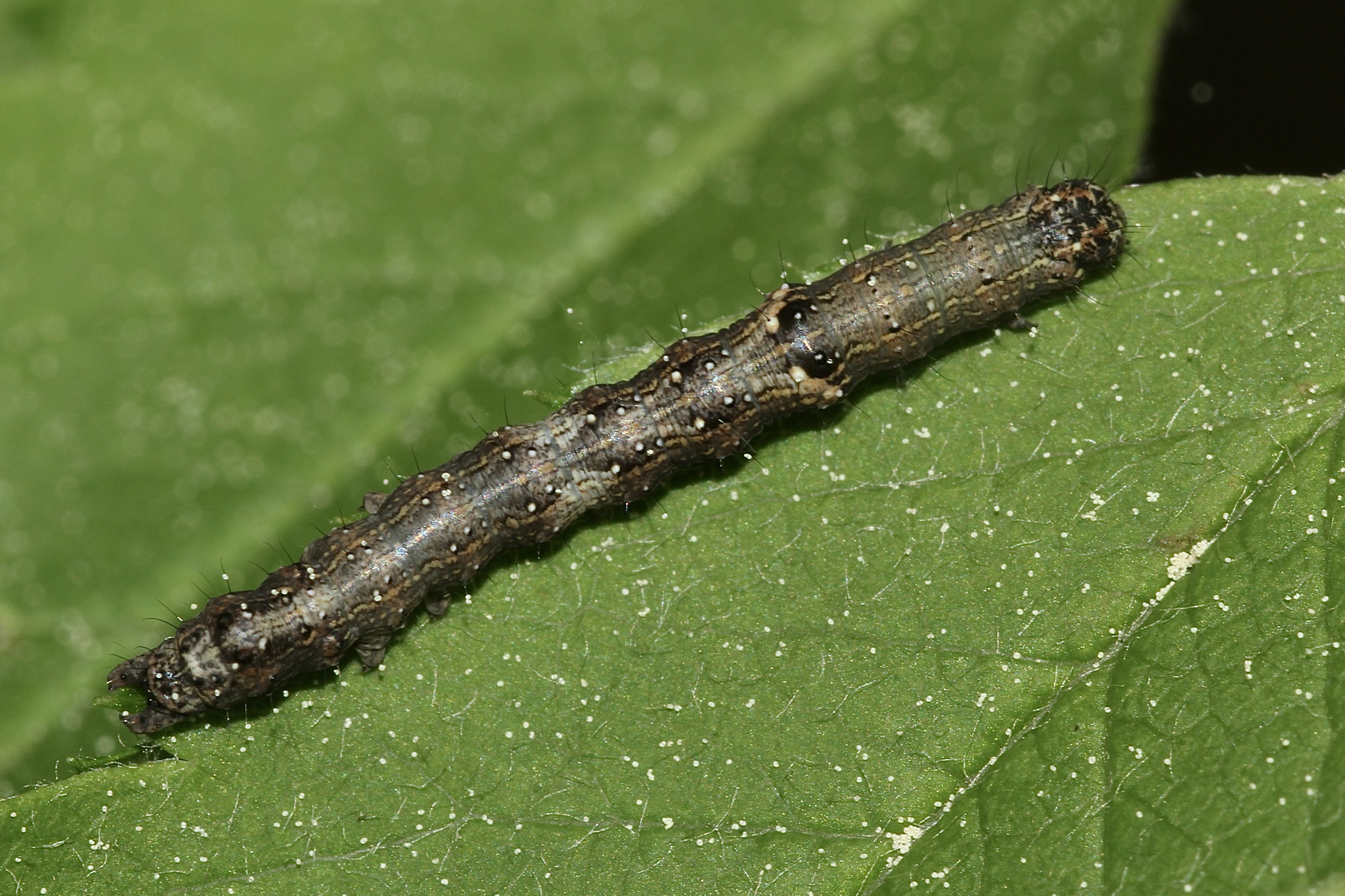 (1) Raupe einer Weißdorneule (Allophyes oxacanthae) ...