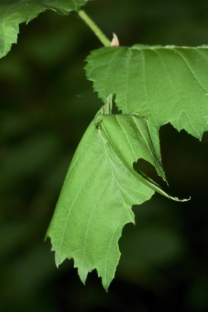 (1) Raupen und eine Puppe des C-Falters (Polygonia c-album)