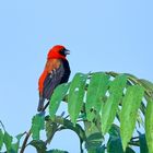 1. Red Bishop oder Oryxweber 