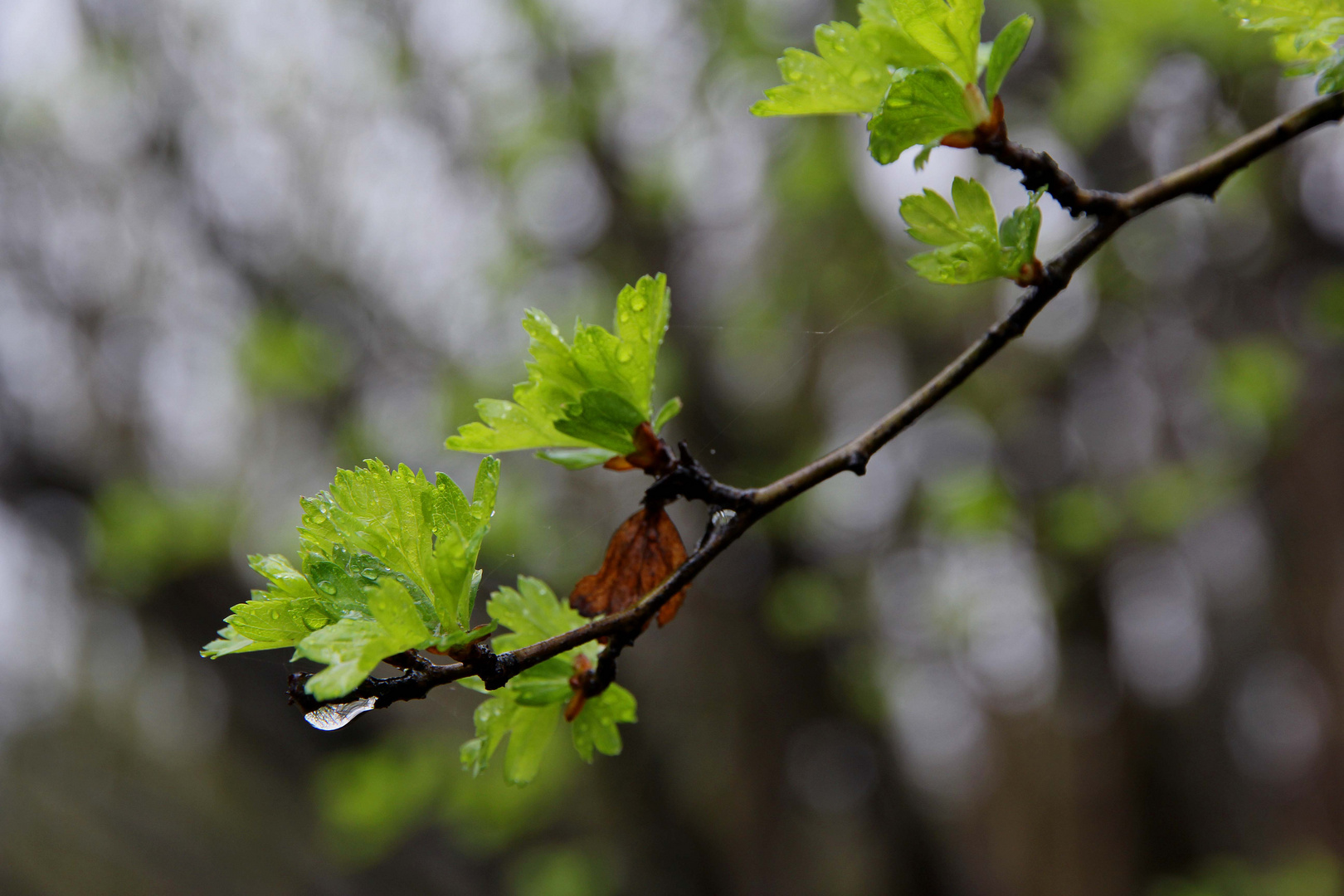 1. Regenbild