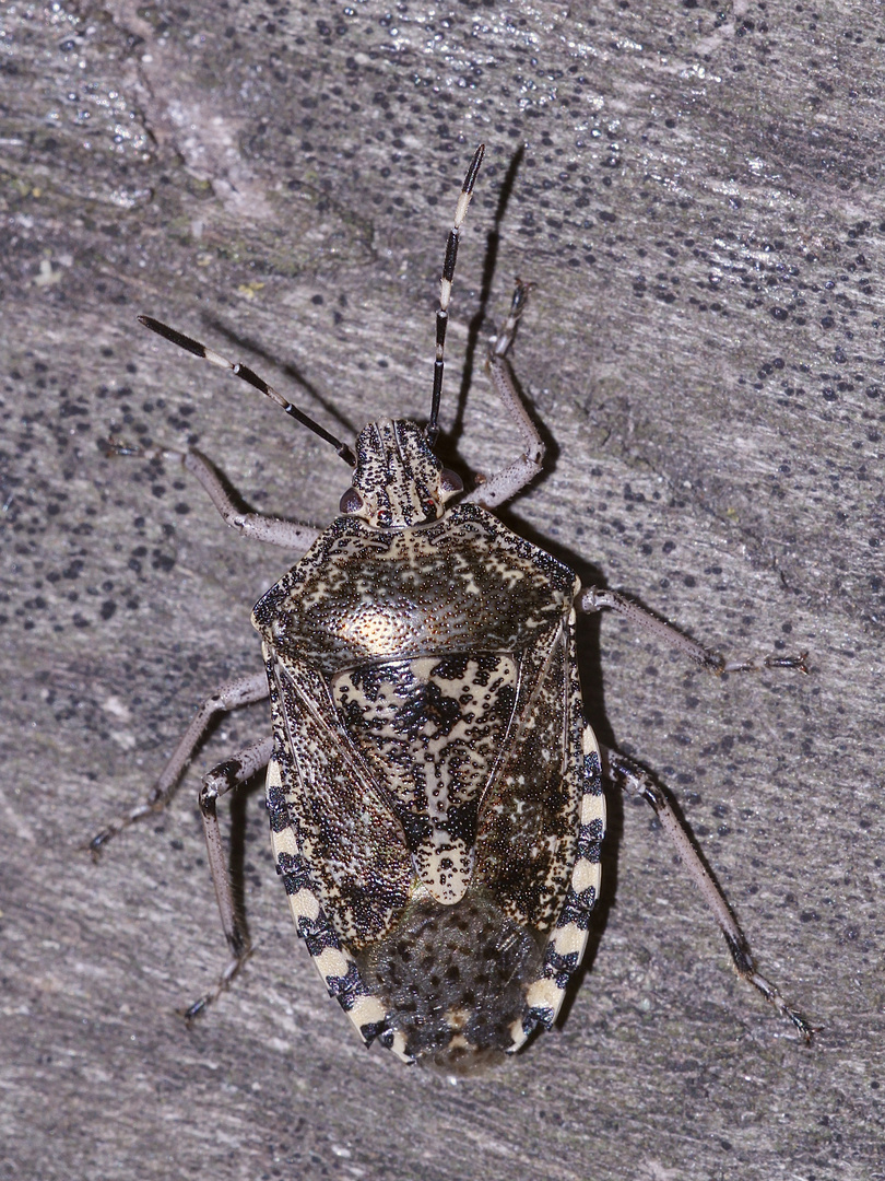 (1) Rhaphigaster nebulosa - die Graue Gartenwanze