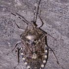 (1) Rhaphigaster nebulosa - die Graue Gartenwanze