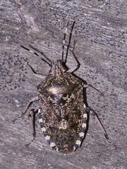 (1) Rhaphigaster nebulosa - die Graue Gartenwanze