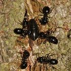 (1) Rindenlaus mit Ameisen
