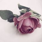 1 Rose