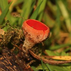 (1) Sarcoscypha austriaca - ein junger Österreichischer Kelchbecherling ...