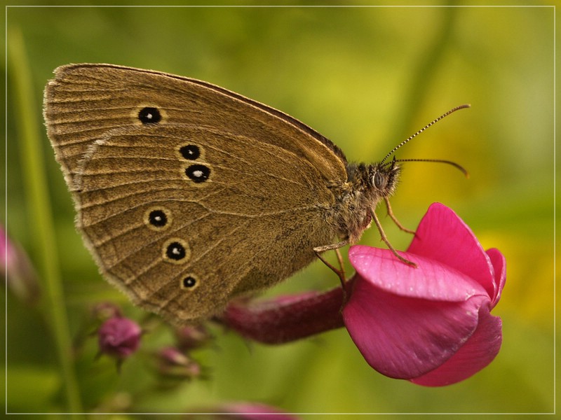 1. Schmetterling