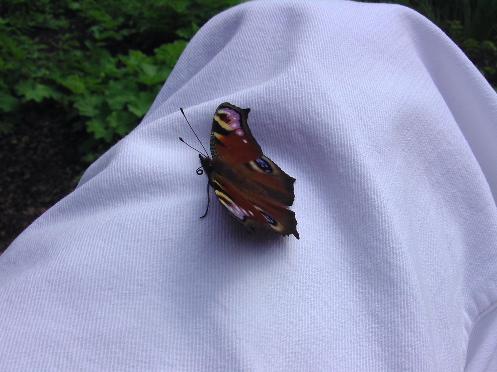 1. Schmetterling, FIRST BUTTERFLY, 1. törling-vlinder