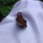 1. Schmetterling, FIRST BUTTERFLY, 1. törling-vlinder