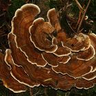 (1) Schmetterlingstramete (Trametes versicolor) und der Rotfleckige Faulholzkäfer ...