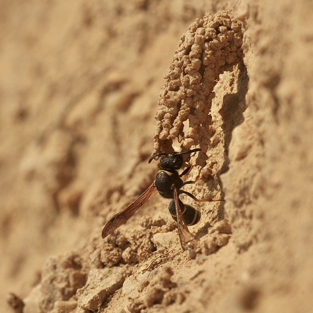 (1) SCHORNSTEINWESPE ODYNERUS SPINIPES: Schonmal als Vorgeschmack ...