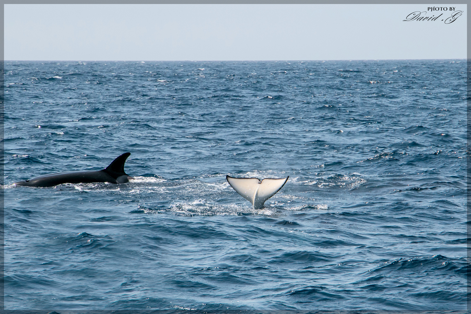 1. Schwertwal (Orcinus orca) In der Straße von Gibraltar