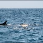 1. Schwertwal (Orcinus orca) In der Straße von Gibraltar