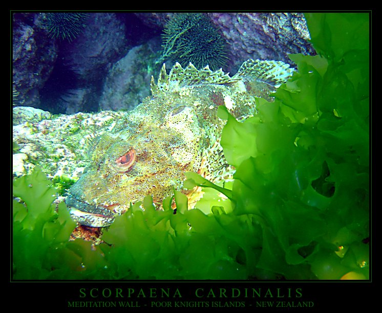 #1 SCORPAENA CARDINALIS