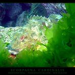 #1 SCORPAENA CARDINALIS