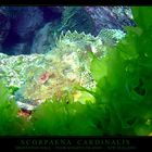 #1 SCORPAENA CARDINALIS