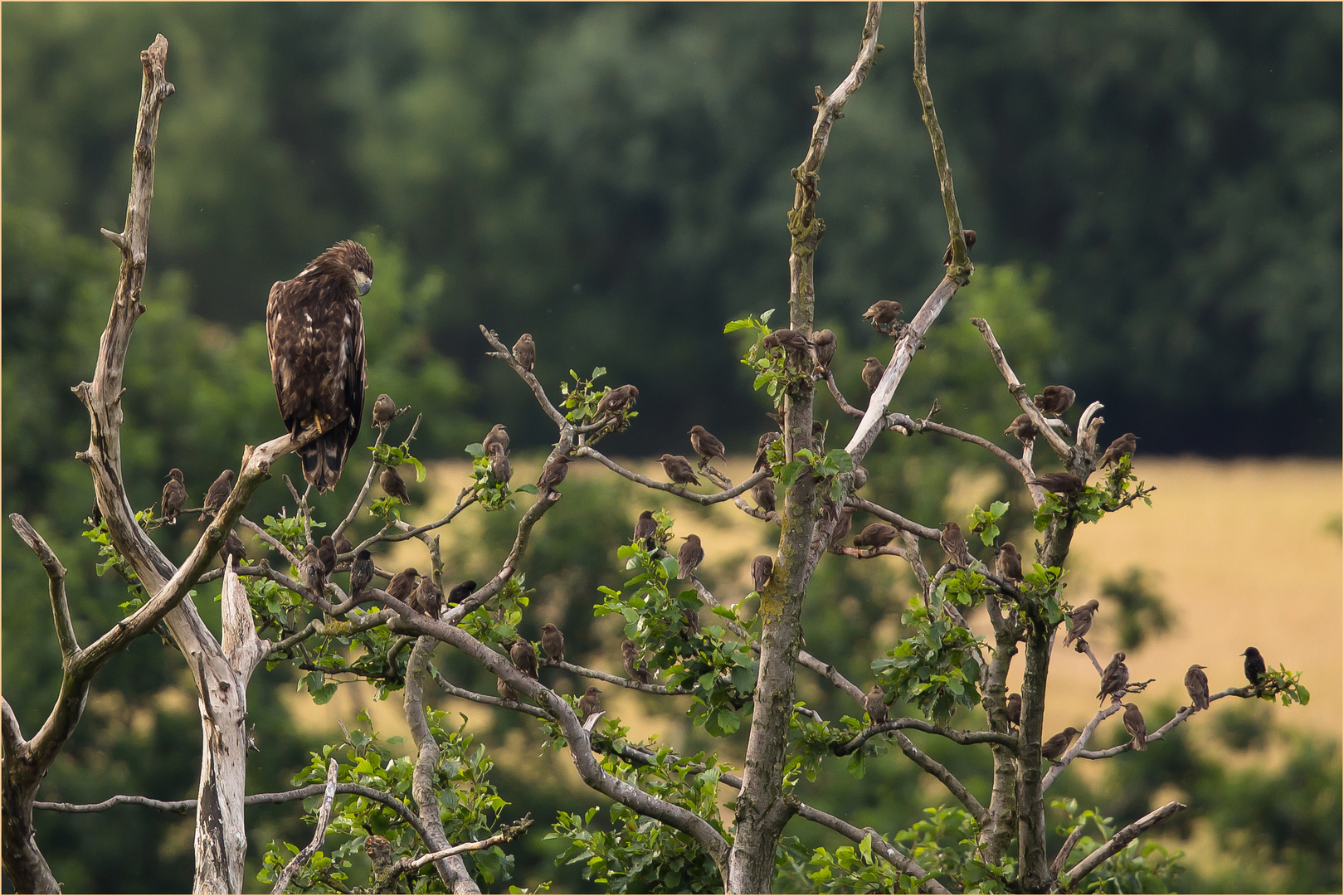 1 Seeadler und 54 Stare, oder Jungvolk trifft sich  .....