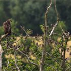 1 Seeadler und 54 Stare, oder Jungvolk trifft sich  .....