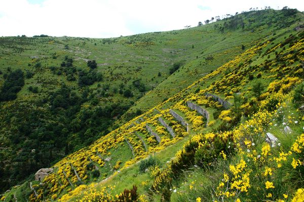 1 Sessarego - Ginestre