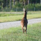 (1) Sieht nach Hetzjagd aus