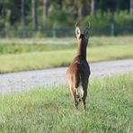 (1) Sieht nach Hetzjagd aus