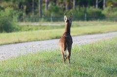 (1) Sieht nach Hetzjagd aus