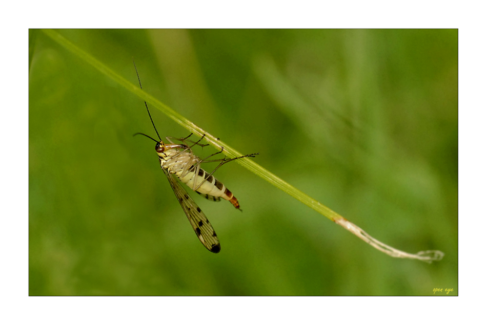 1. Skorpionfliegen - Weibchen