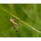1. Skorpionfliegen - Weibchen