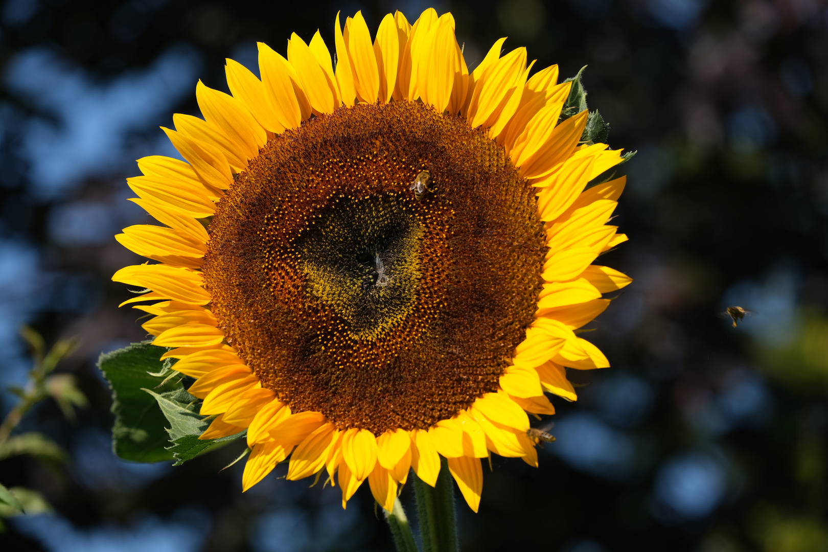 1 Sonnenblume - Hochsommer 