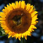 1 Sonnenblume - Hochsommer 