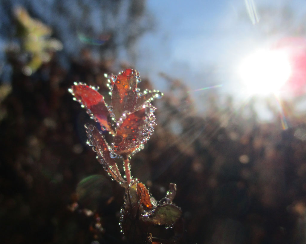 1 Sonnenstrahlentropfen IMG_6953