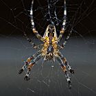 1 Spinne, 3 Ansichten und 1 Studie