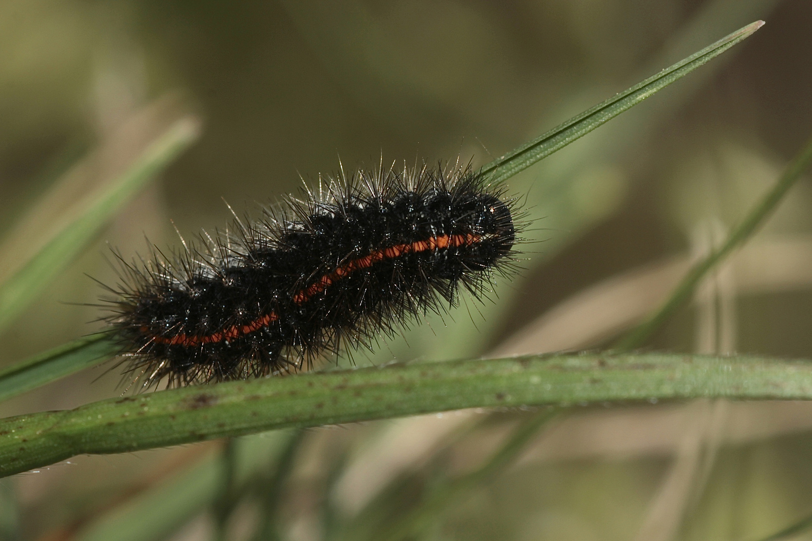 (1) SPIRIS STRIATA - DER GESTREIFTE GRASBÄR