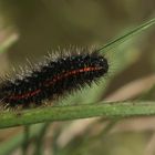 (1) SPIRIS STRIATA - DER GESTREIFTE GRASBÄR