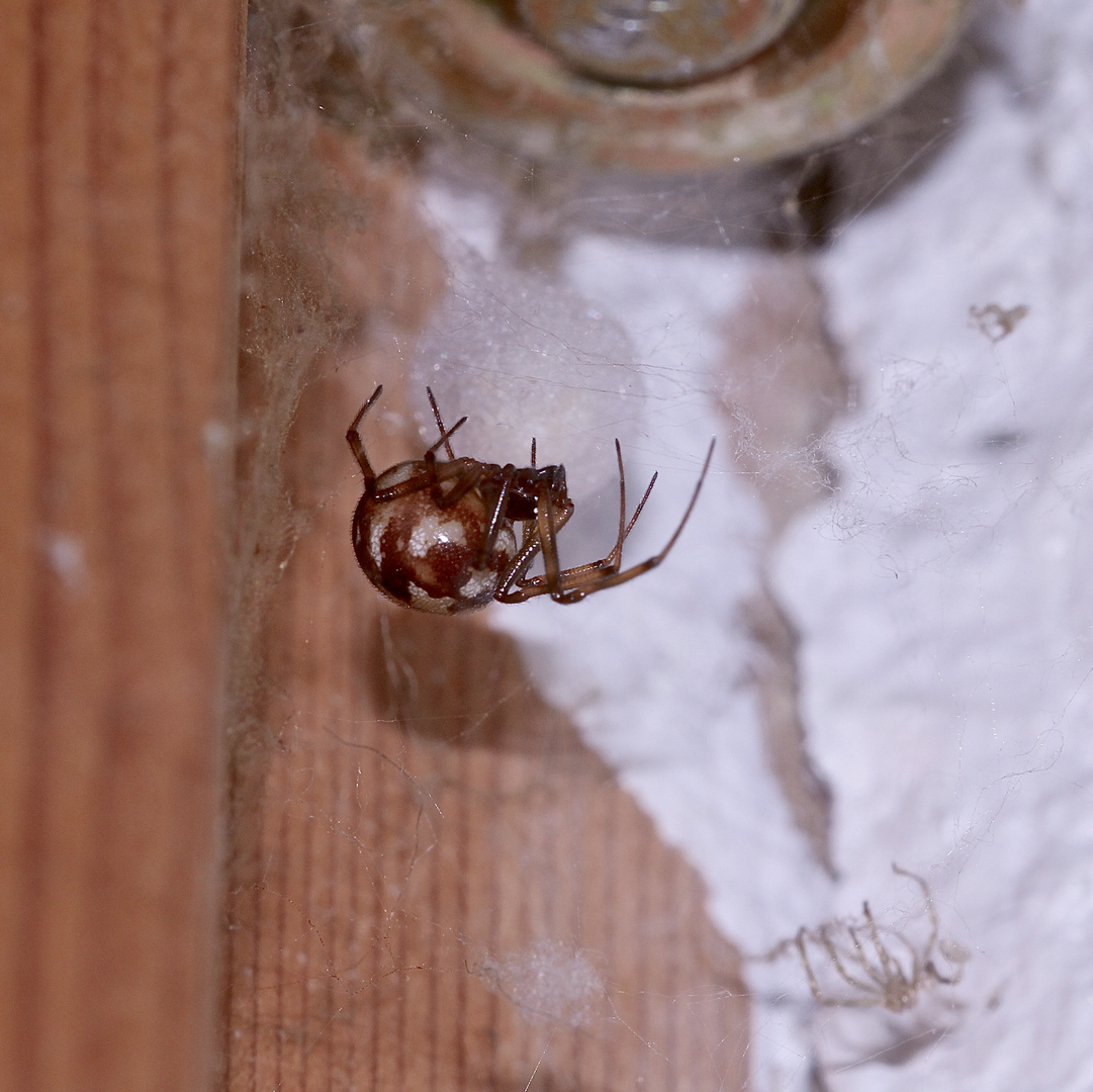 (1) Steatoda triangulosa, eine Kugelspinne (Fam. Theridiidae) ...