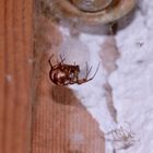 (1) Steatoda triangulosa, eine Kugelspinne (Fam. Theridiidae) ...