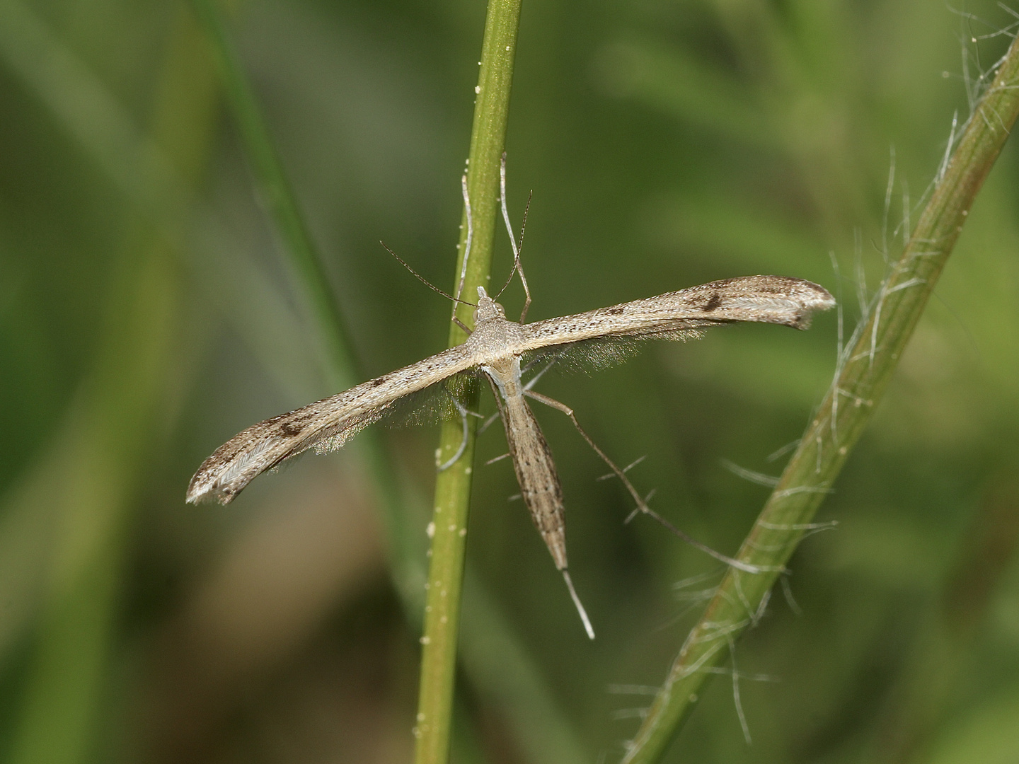 (1) STENOPTILIA (cf.) BIPUNCTIDACTYLA - ...