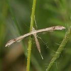 (1) STENOPTILIA (cf.) BIPUNCTIDACTYLA - ...