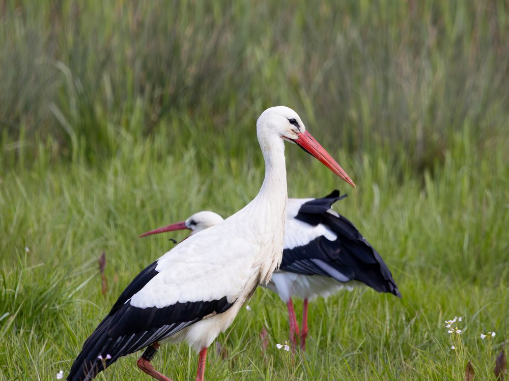 1 Storch präsentiert sich der Kamera, der andere hat Essen gefunden