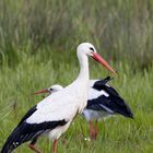 1 Storch präsentiert sich der Kamera, der andere hat Essen gefunden