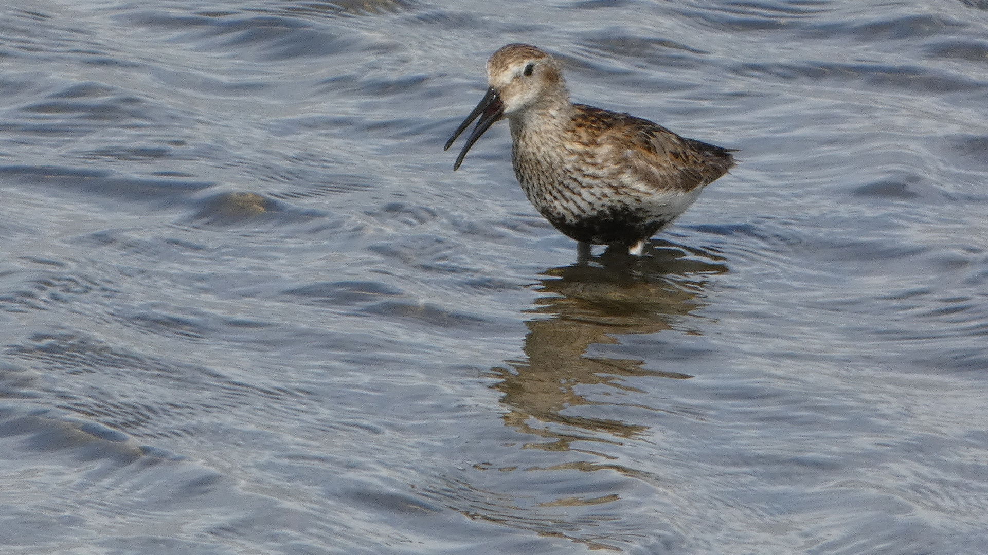 (1) Strandläufer (Calidris)