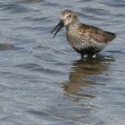 (1) Strandläufer (Calidris)