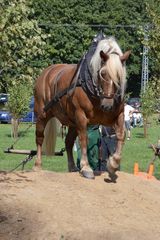 1. Südharz Meisterschaft im Holrzrücken