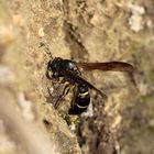 (1) Symmorphus allobrogus holt Lehm für ihr Nest, ...