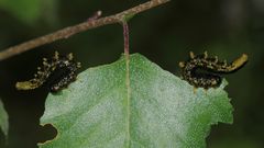 (1) Synchronballett der Blattwespenlarven von Craesus latipes