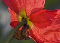 1. Tag einer Mohnblüte im Tageslicht