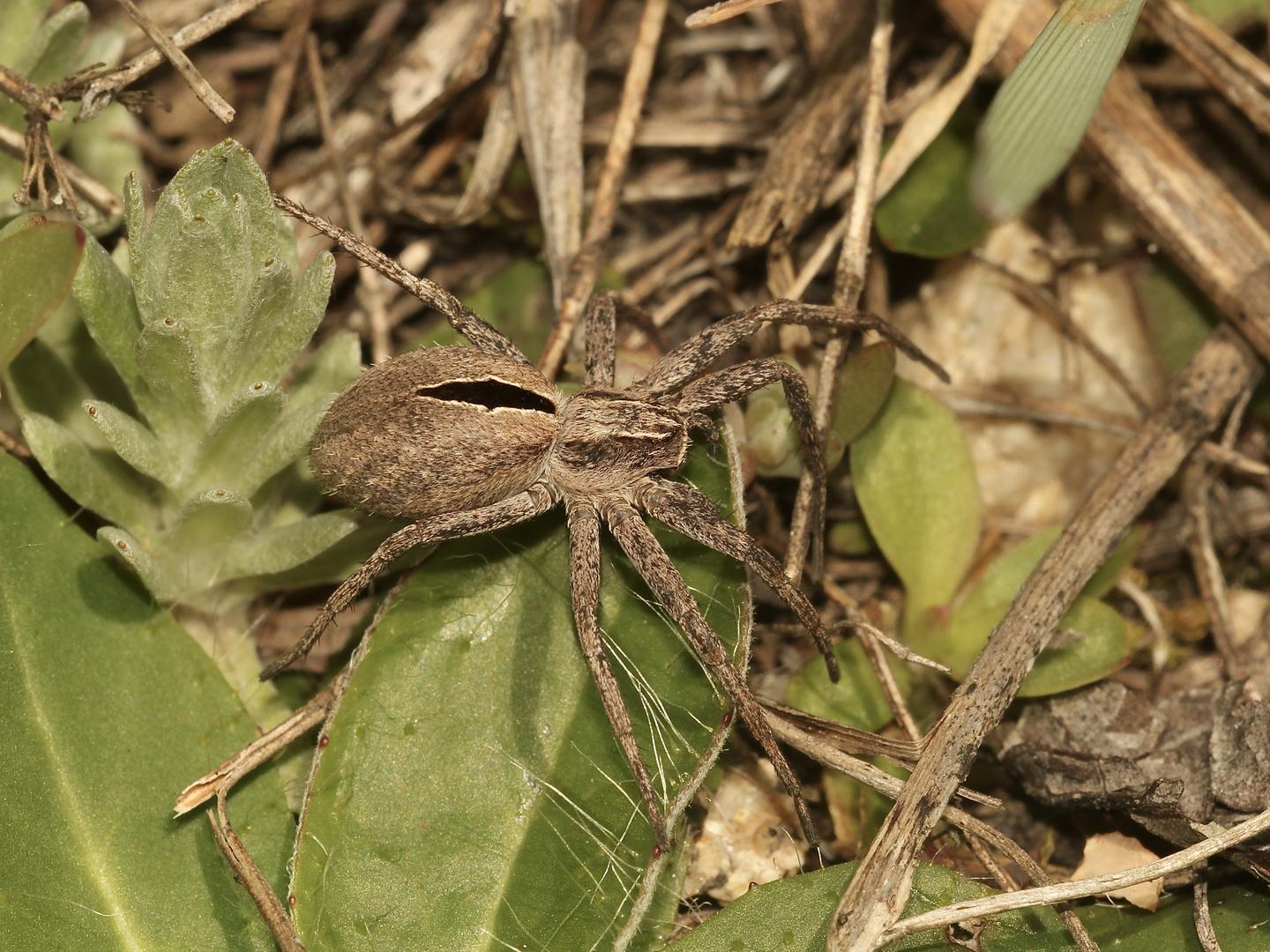 (1) Thanatus formicinus, der "Silbergras-Herzfleckläufer" - ...