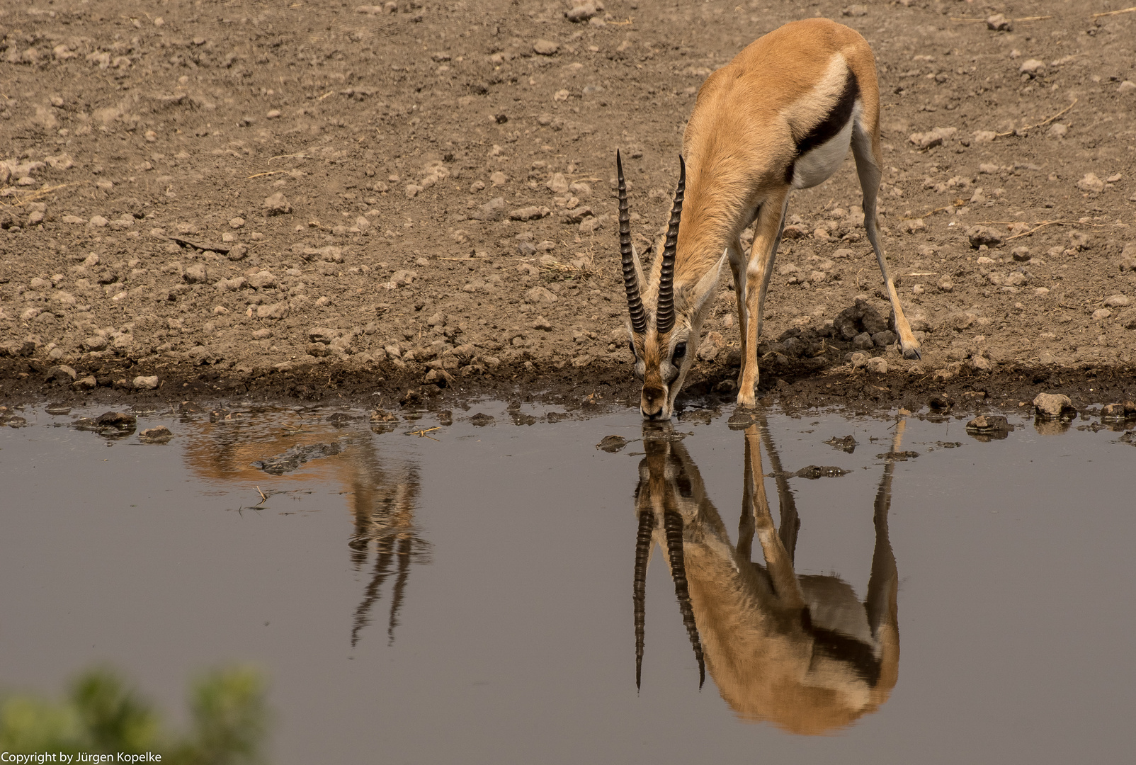 1 Thomson Gazelle?