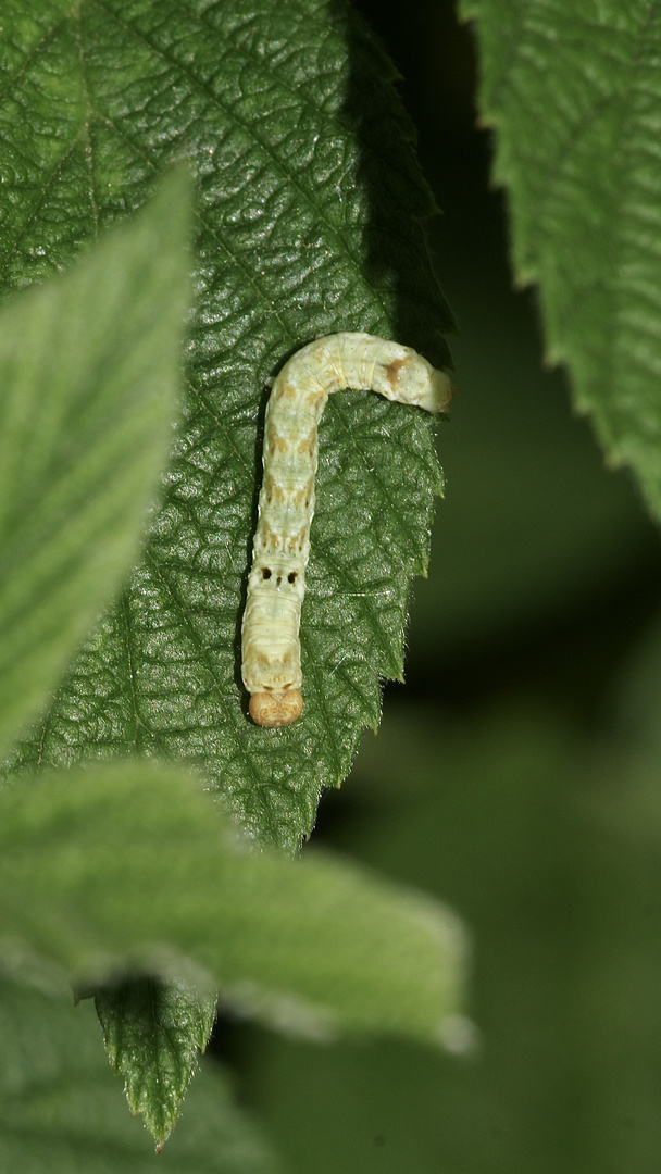 (1) Thyatira batis, die Roseneule (Fam. Drepanidae, Sichelflügler)