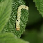 (1) Thyatira batis, die Roseneule (Fam. Drepanidae, Sichelflügler)